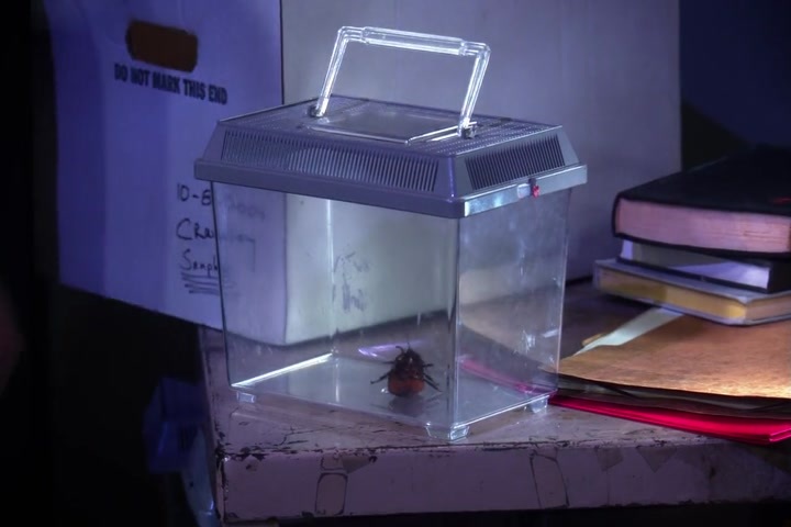 See that?
That's a Crawley's dung beetle.
See that?
That's a Crawley's dung beetle.